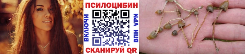 Купить  Питкяранта  Галлюциногенные грибы Cubensis 
